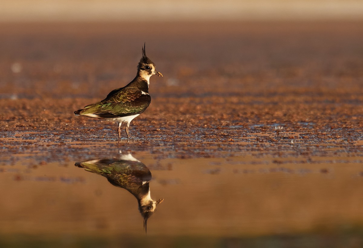 Northern Lapwing - ML383403581