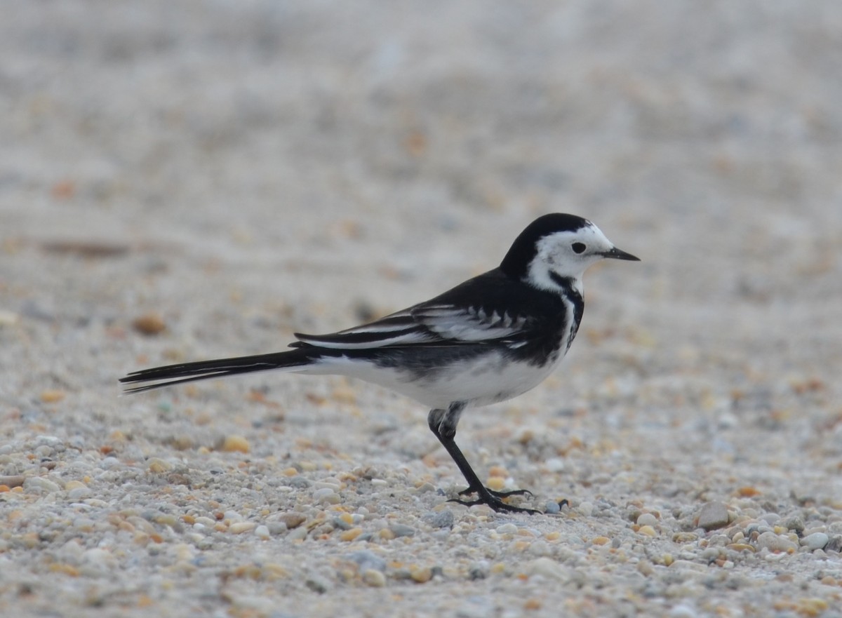 White Wagtail (British) - ML383403821