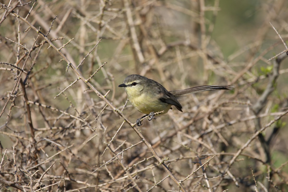 Greater Wagtail-Tyrant - ML383404461