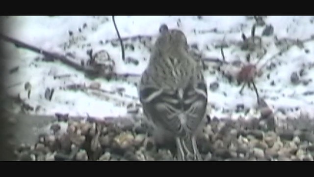 Sizerin flammé (flammea/rostrata/islandica) - ML383404561