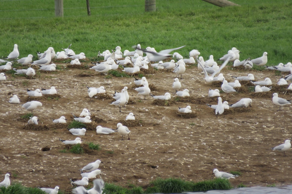 Black-billed Gull - ML38340501