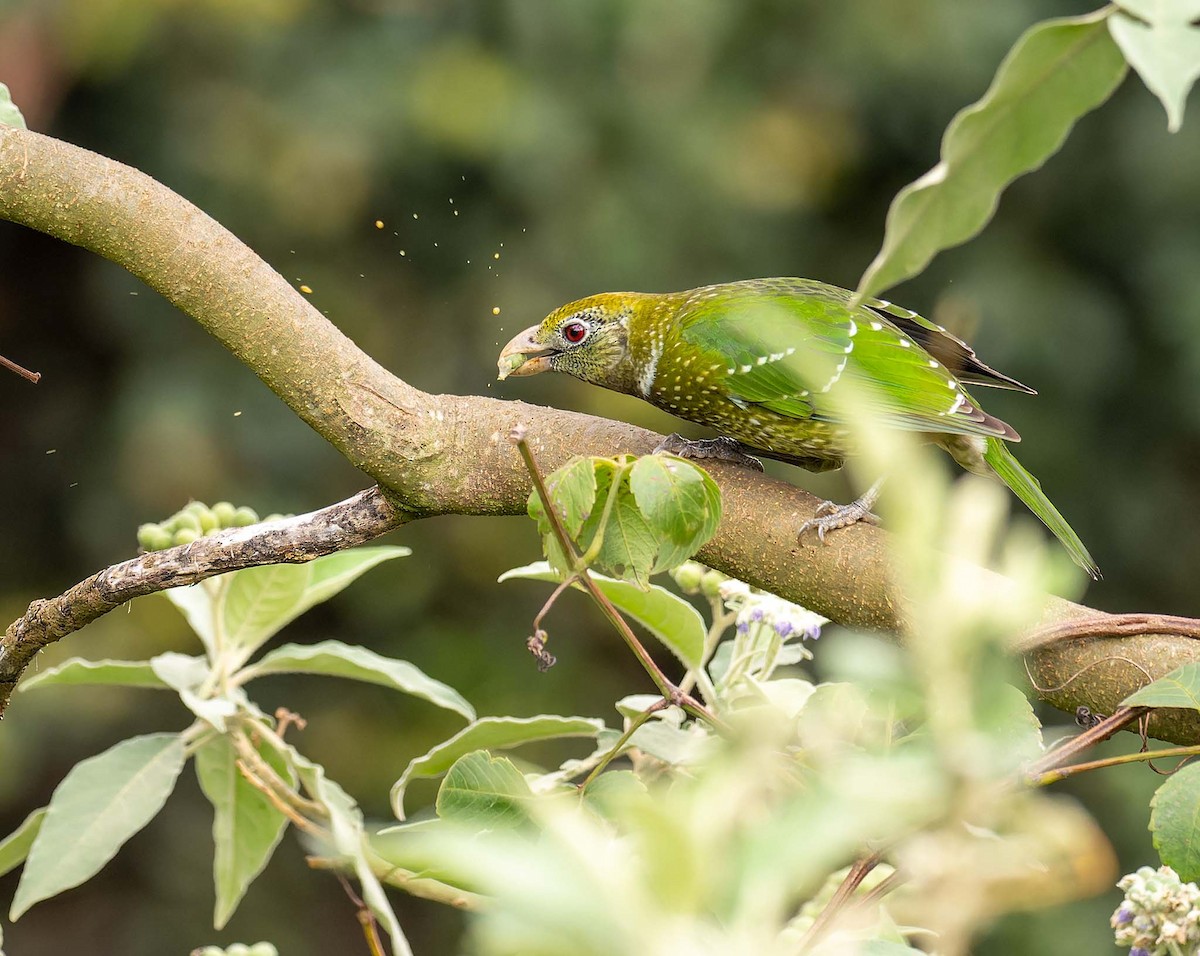 Grünlaubenvogel - ML383405131