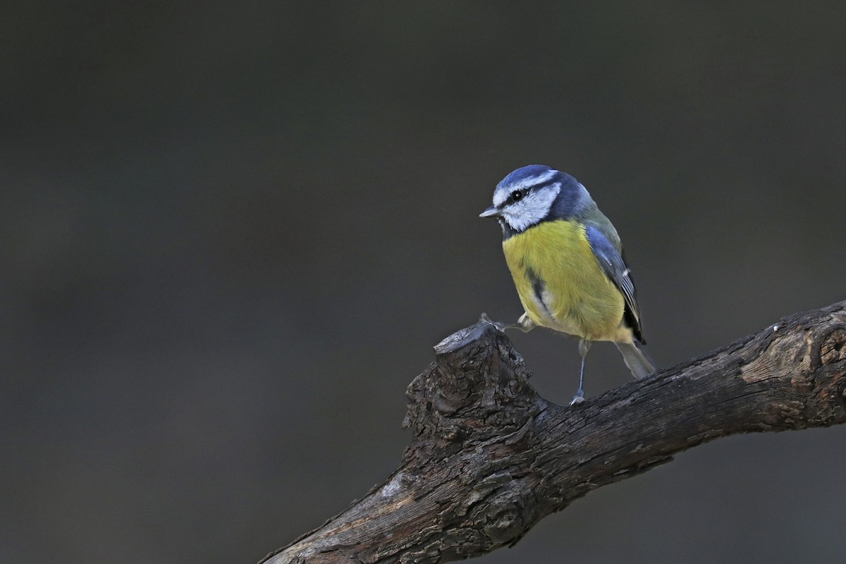 Eurasian Blue Tit - ML383405611