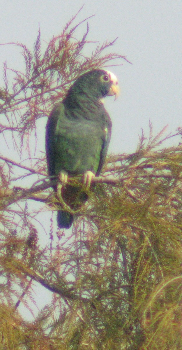 White-crowned Parrot - ML383405661
