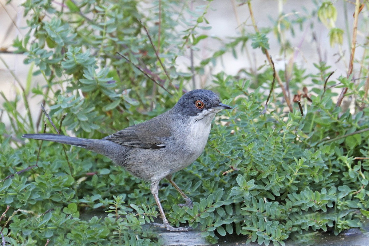 Sardinian Warbler - ML383405791