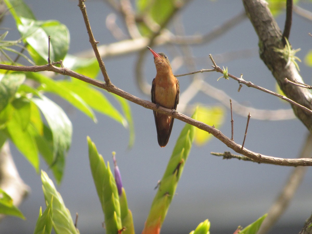 Cinnamon Hummingbird - ML383406471