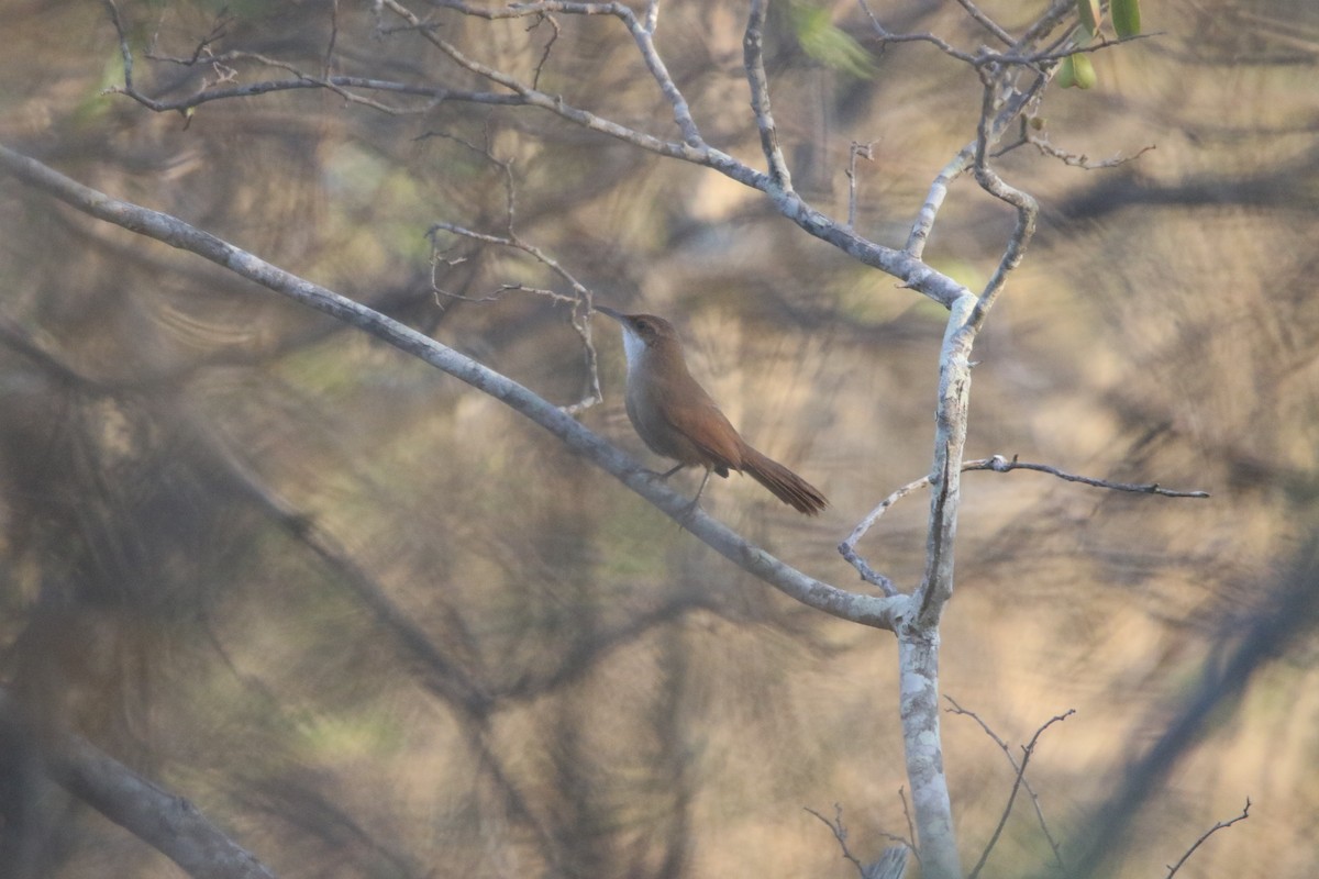 Chaco Earthcreeper - George Hicks