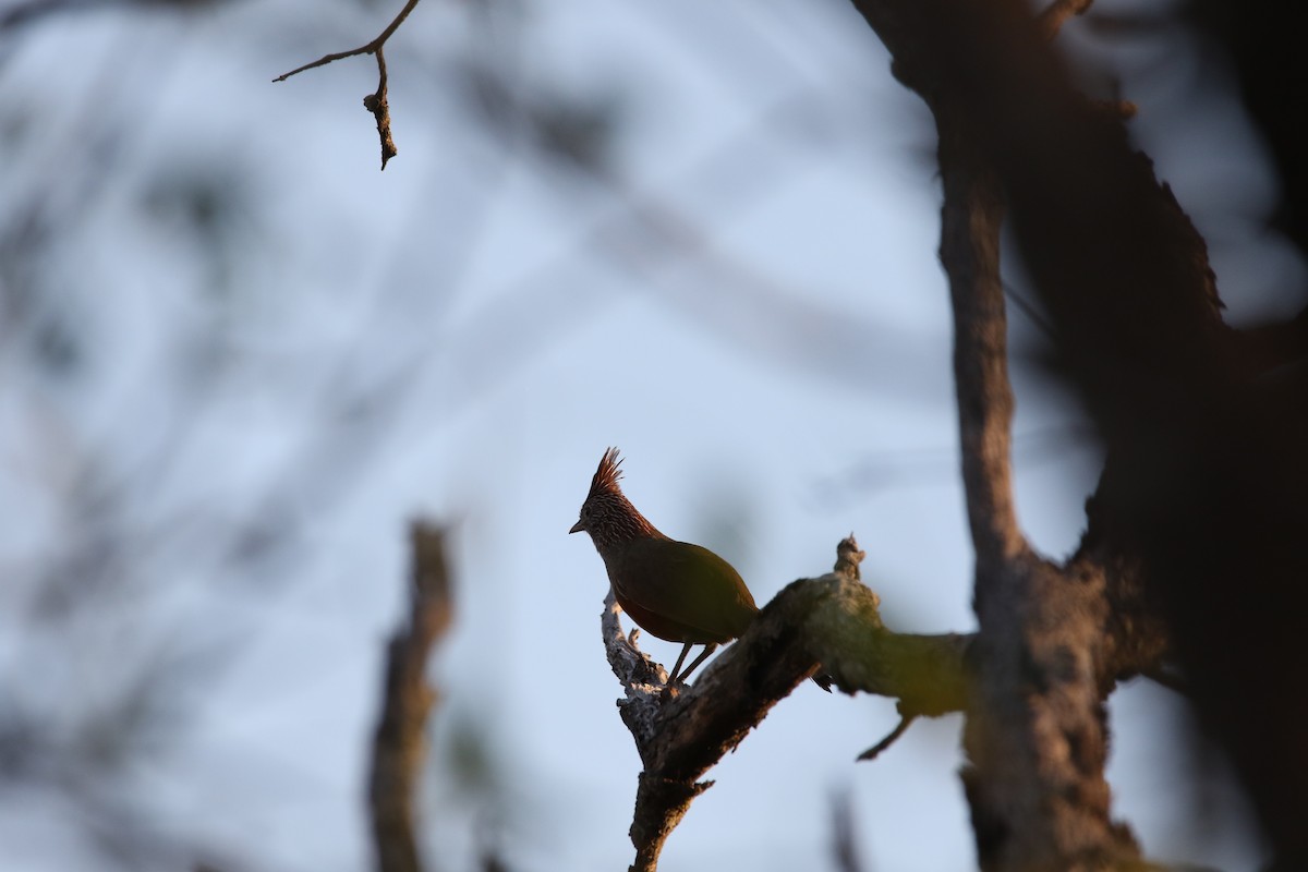 Crested Gallito - ML383408451