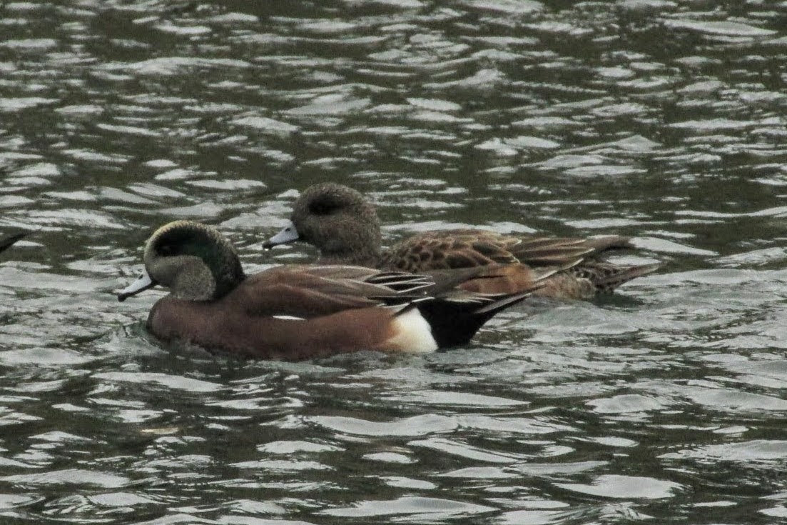 American Wigeon - ML383410091