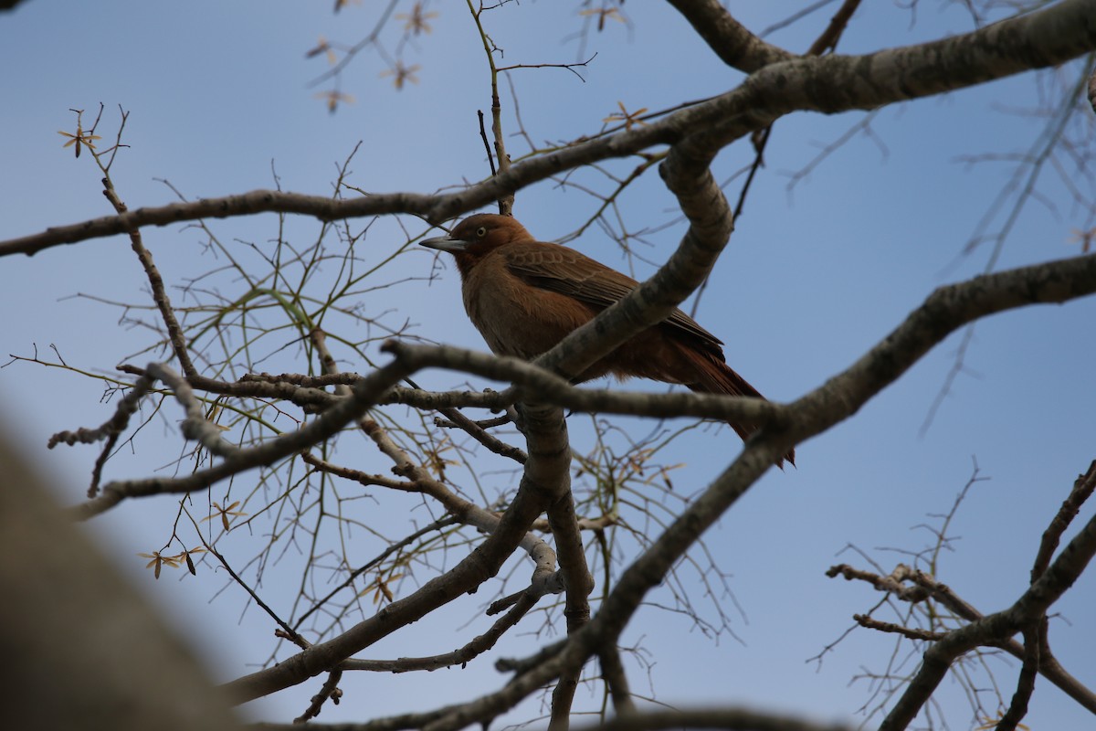 Brown Cacholote - ML383410861