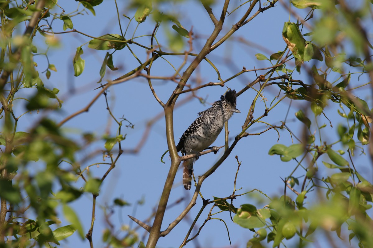 Barred Antshrike - ML383411931