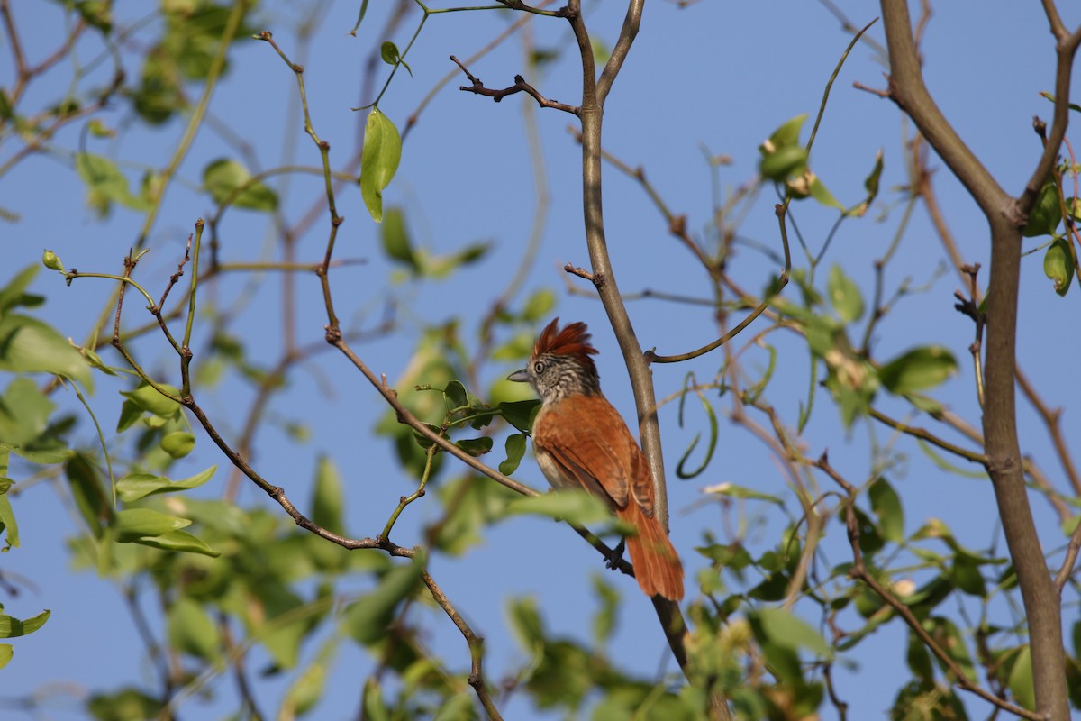 Barred Antshrike - George Hicks