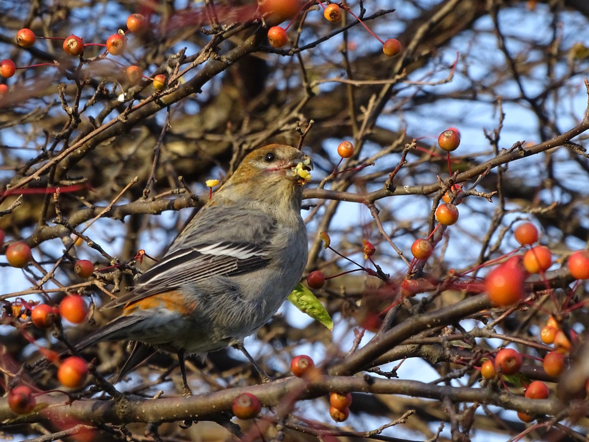 Pine Grosbeak - ML383412531