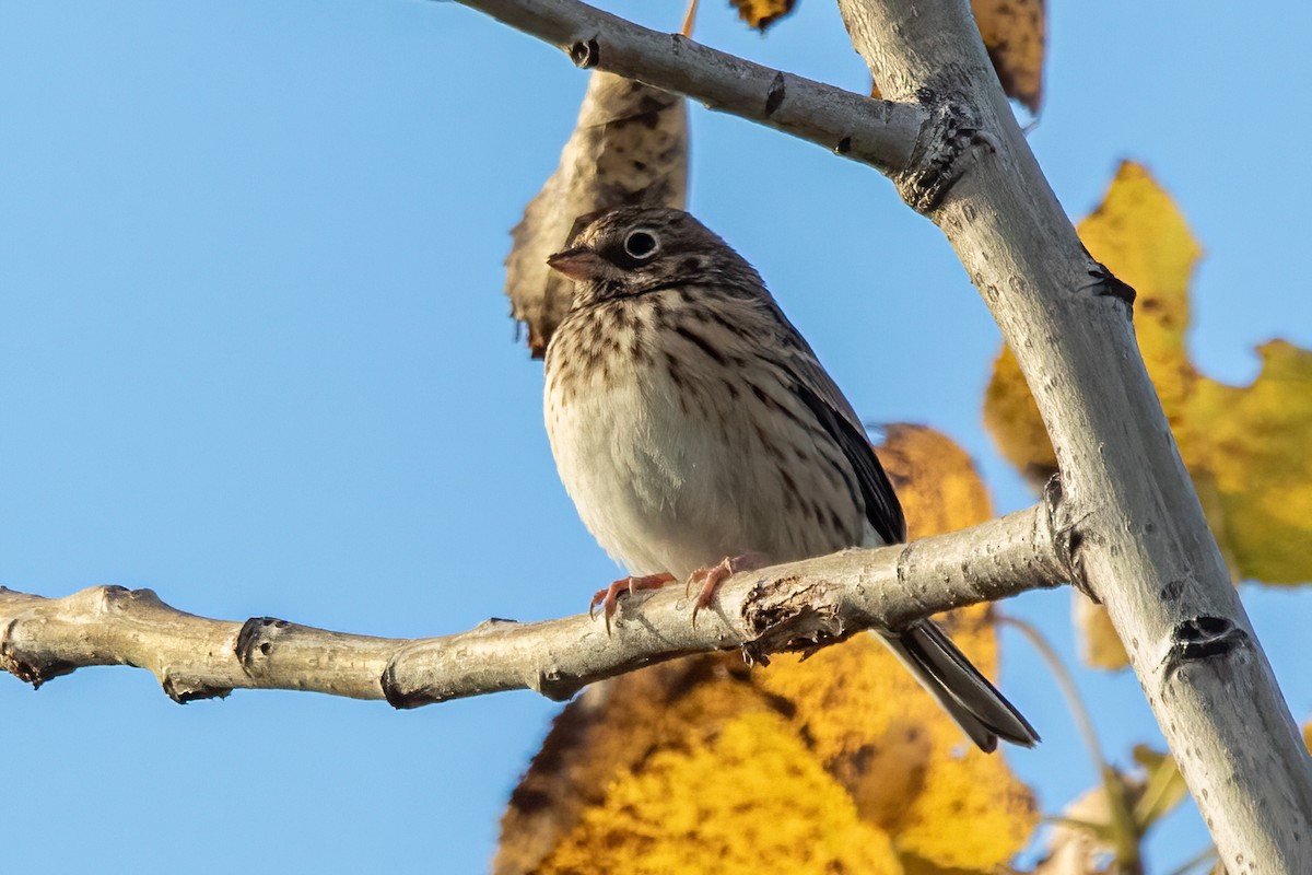 Vesper Sparrow - ML383412641