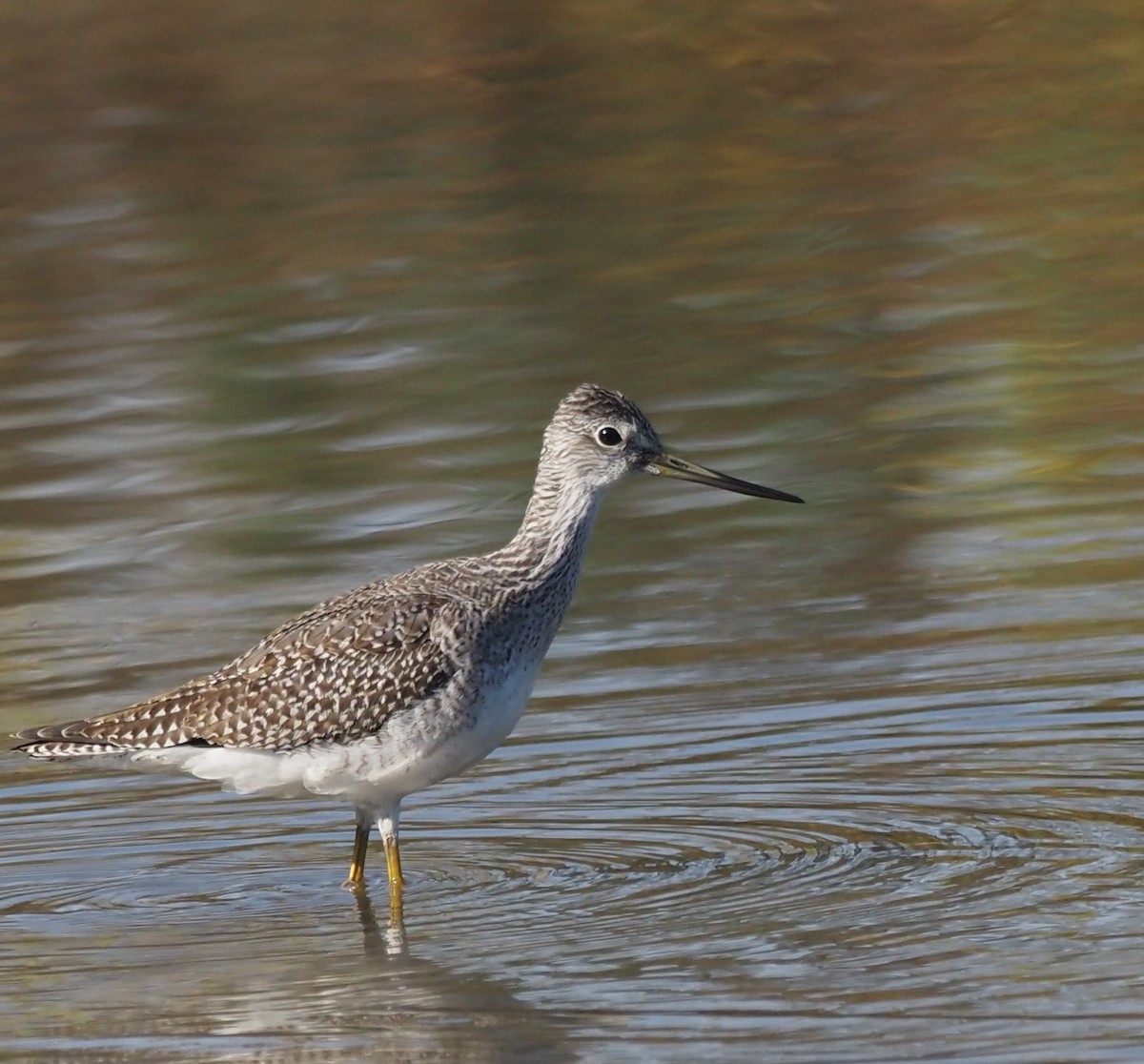 Greater Yellowlegs - ML383413271