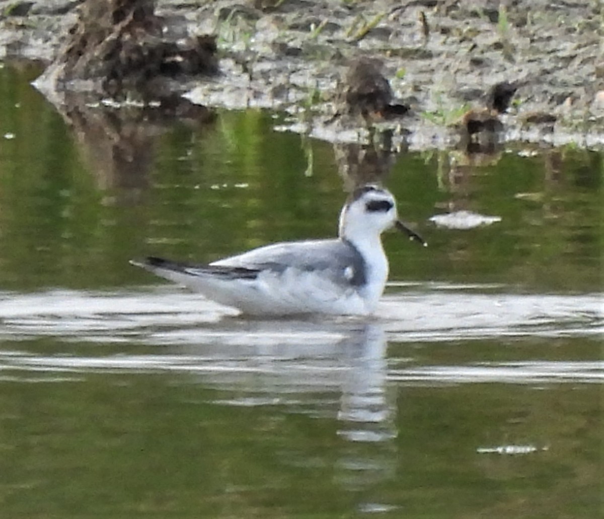 Red Phalarope - Rick Bennett