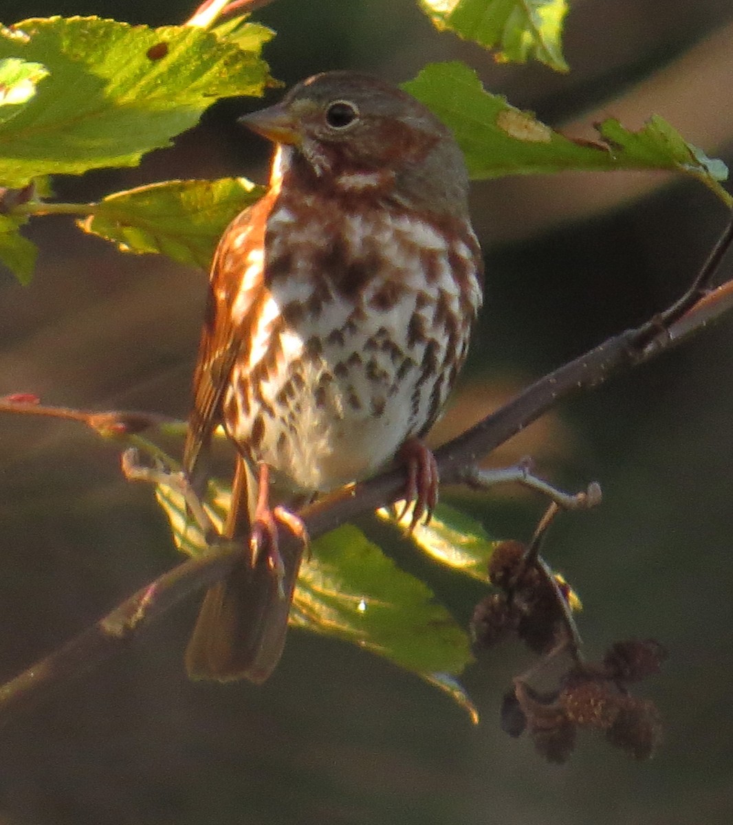 Fox Sparrow - ML383416981