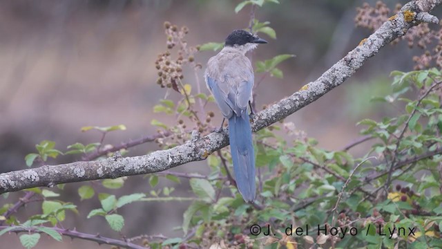 Iberian Magpie - ML383417231