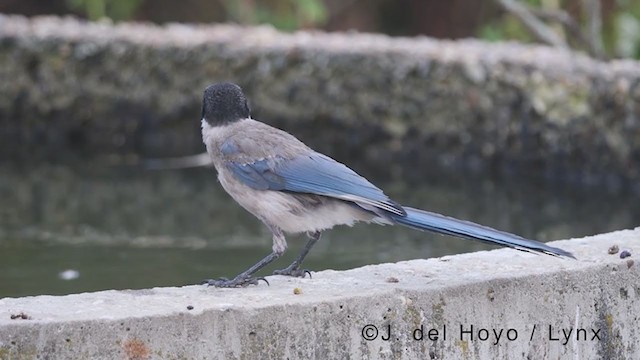 Iberian Magpie - ML383417241