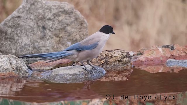 Iberian Magpie - ML383417301