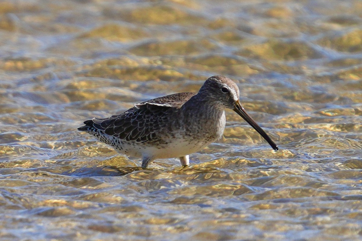 Short-billed Dowitcher - ML383418331