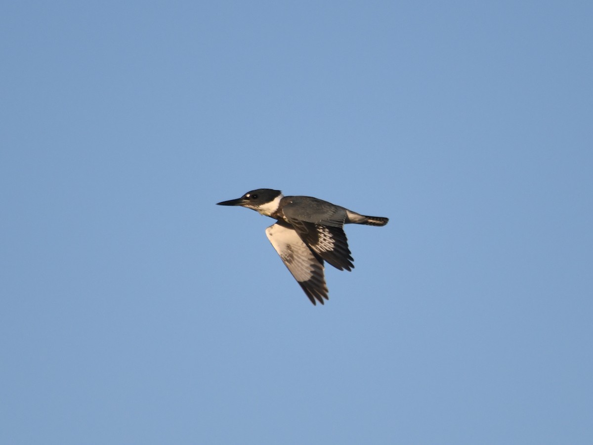 Belted Kingfisher - ML383418421