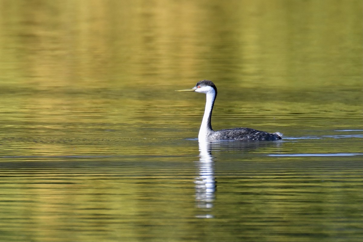 Western Grebe - Della Alcorn