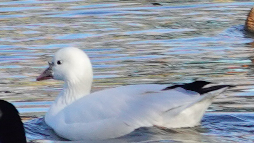 Ross's Goose - ML383419111