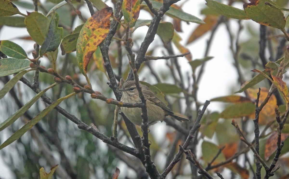 Palm Warbler (Western) - ML383419741