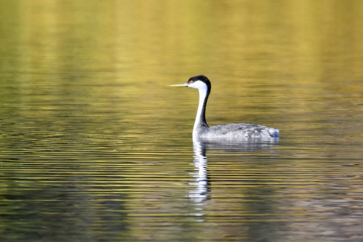 Western Grebe - ML383419961