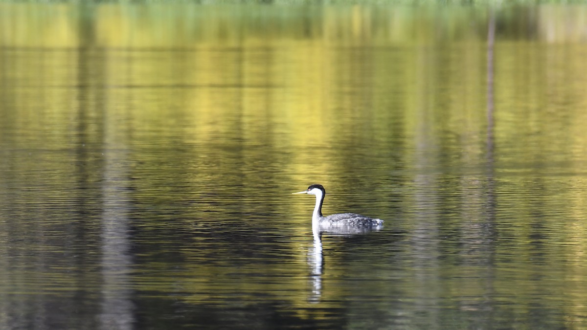 Western Grebe - ML383420101