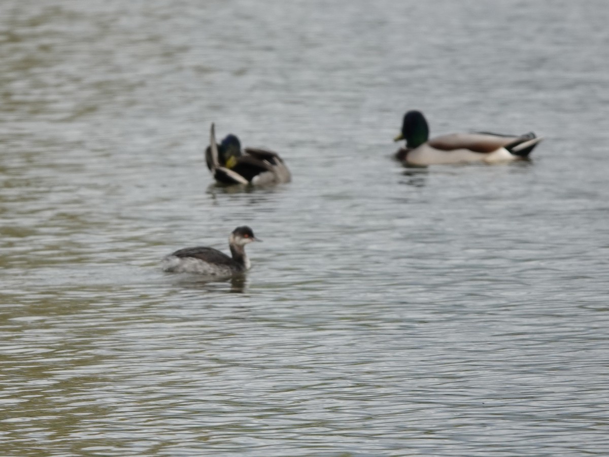 Eared Grebe - Jack Hurt