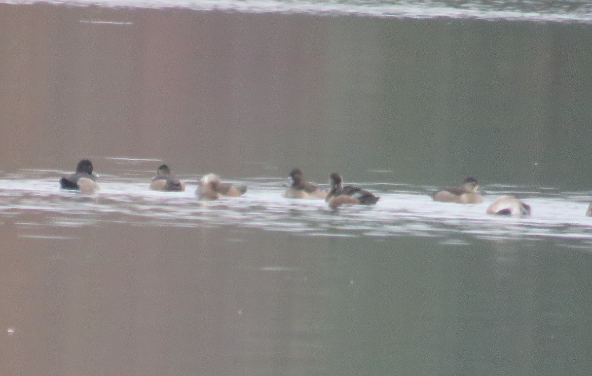 Ring-necked Duck - Mary Ess-Why