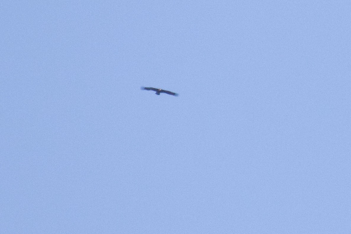 Cinereous Vulture - ML383426501