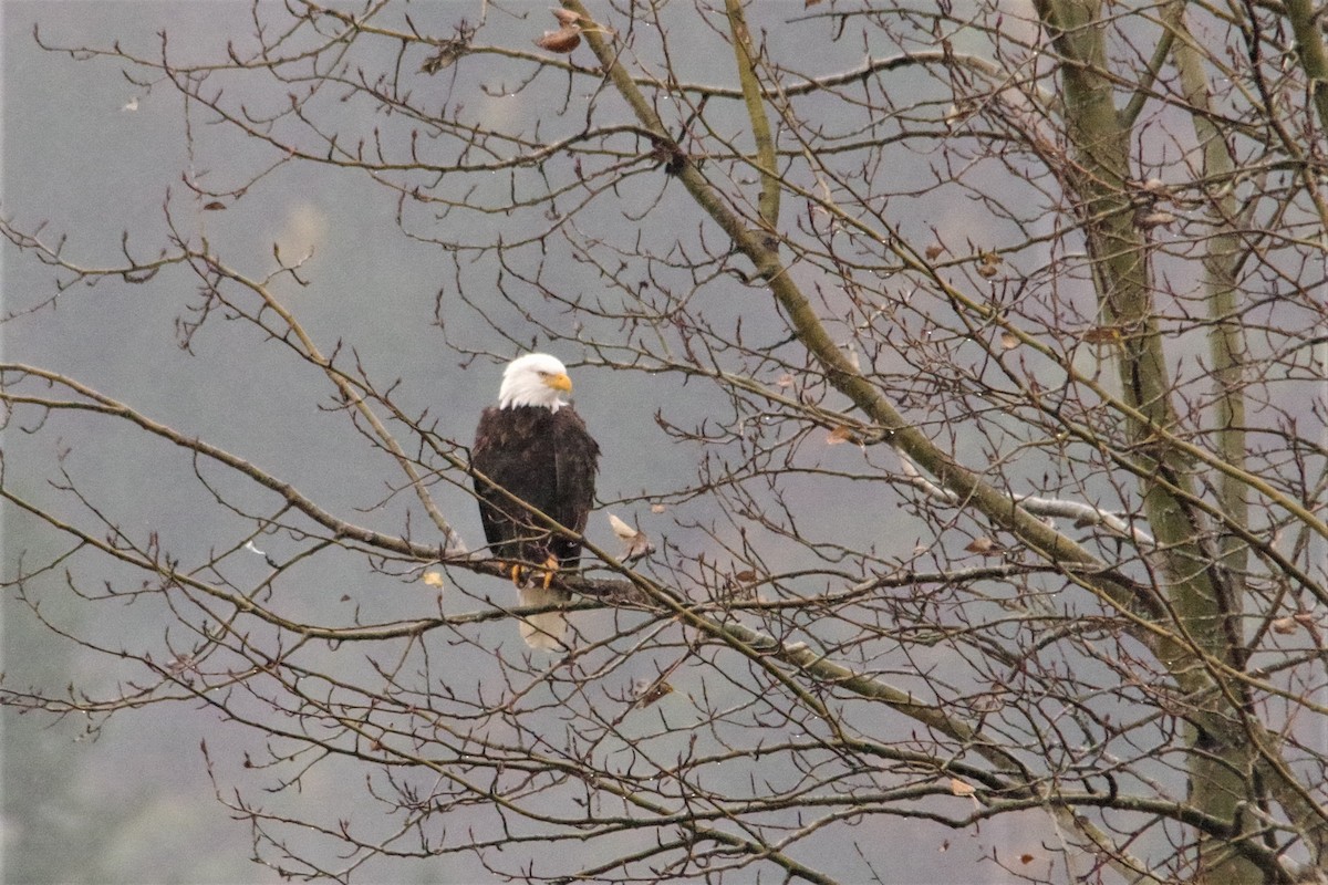 Bald Eagle - ML383426531