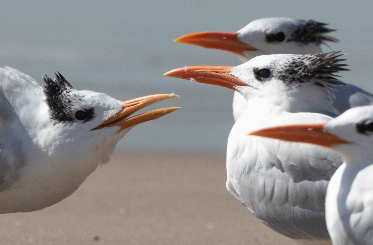 Royal Tern - Cynthia  Case