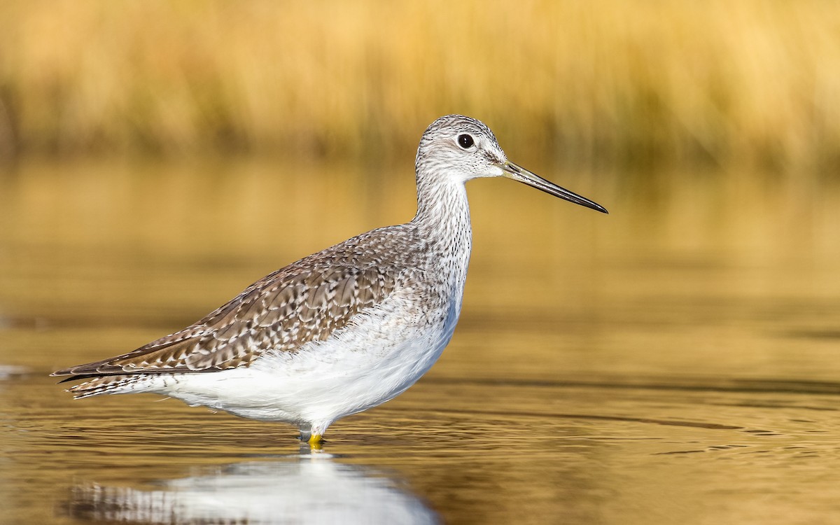 Greater Yellowlegs - ML383427731