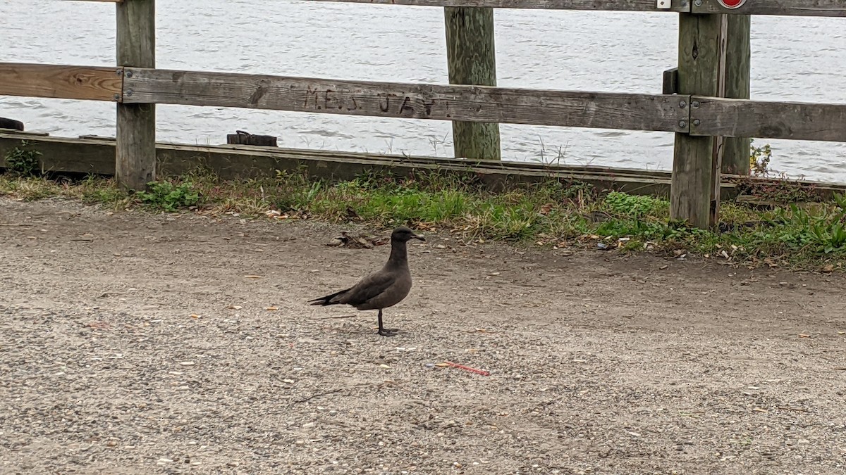 Heermann's Gull - ML383428611