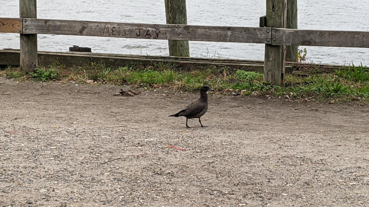 Heermann's Gull - ML383428621