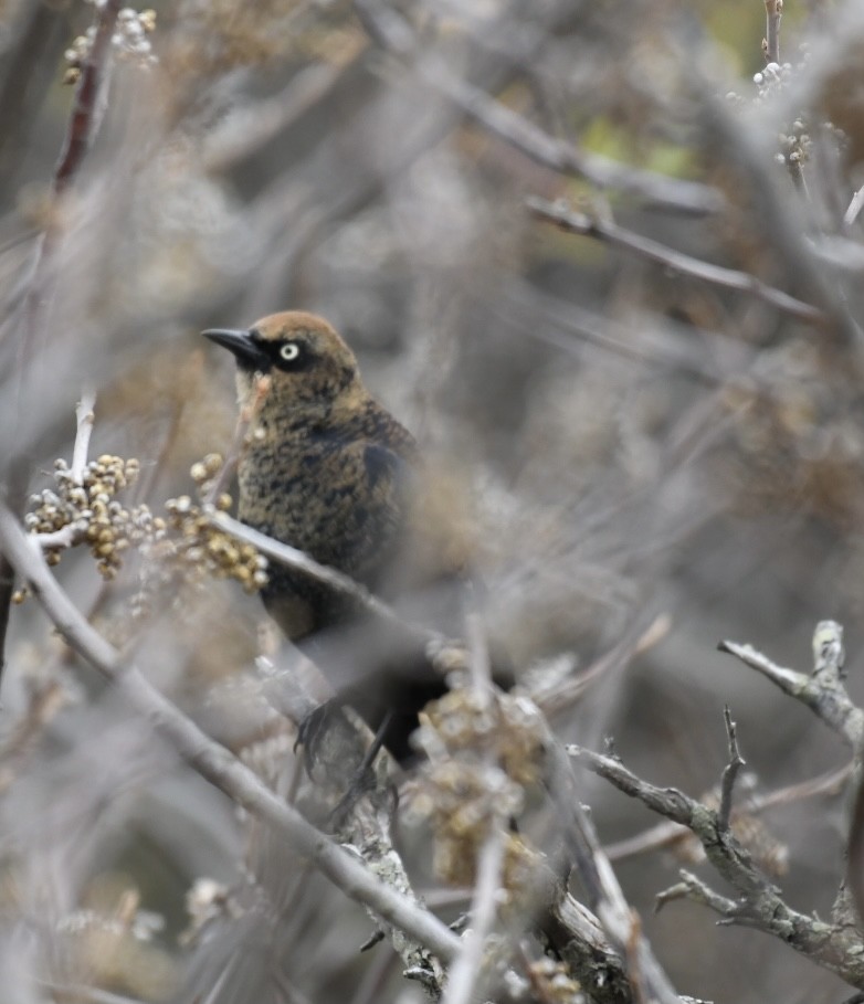 Rusty Blackbird - ML383428851