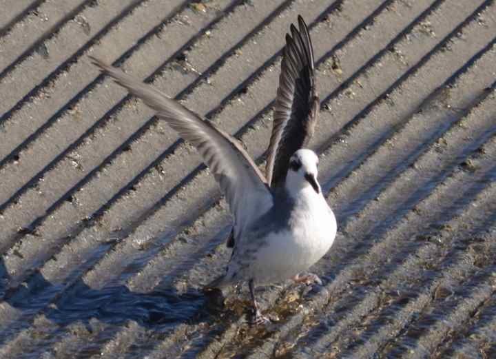 Red Phalarope - ML38342911