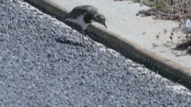 Banded Lapwing - ML383431341