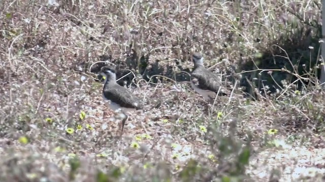 Banded Lapwing - ML383431351