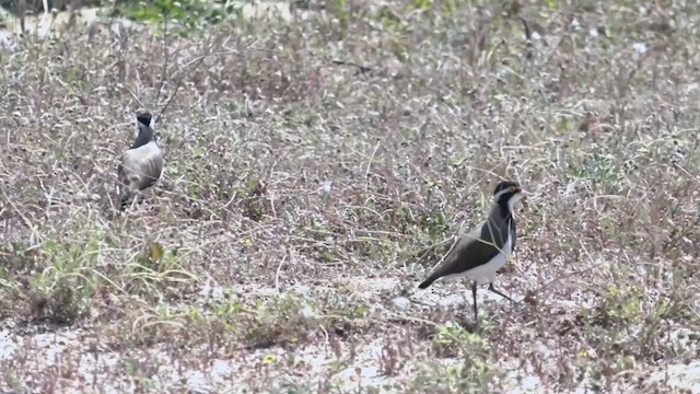 Banded Lapwing - ML383431421