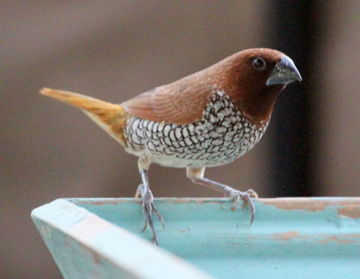 Scaly-breasted Munia - ML38343321