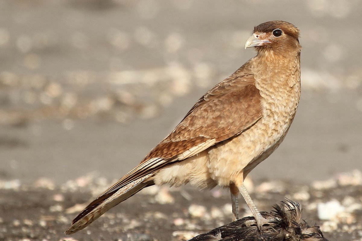 Chimango Caracara - ML383435091