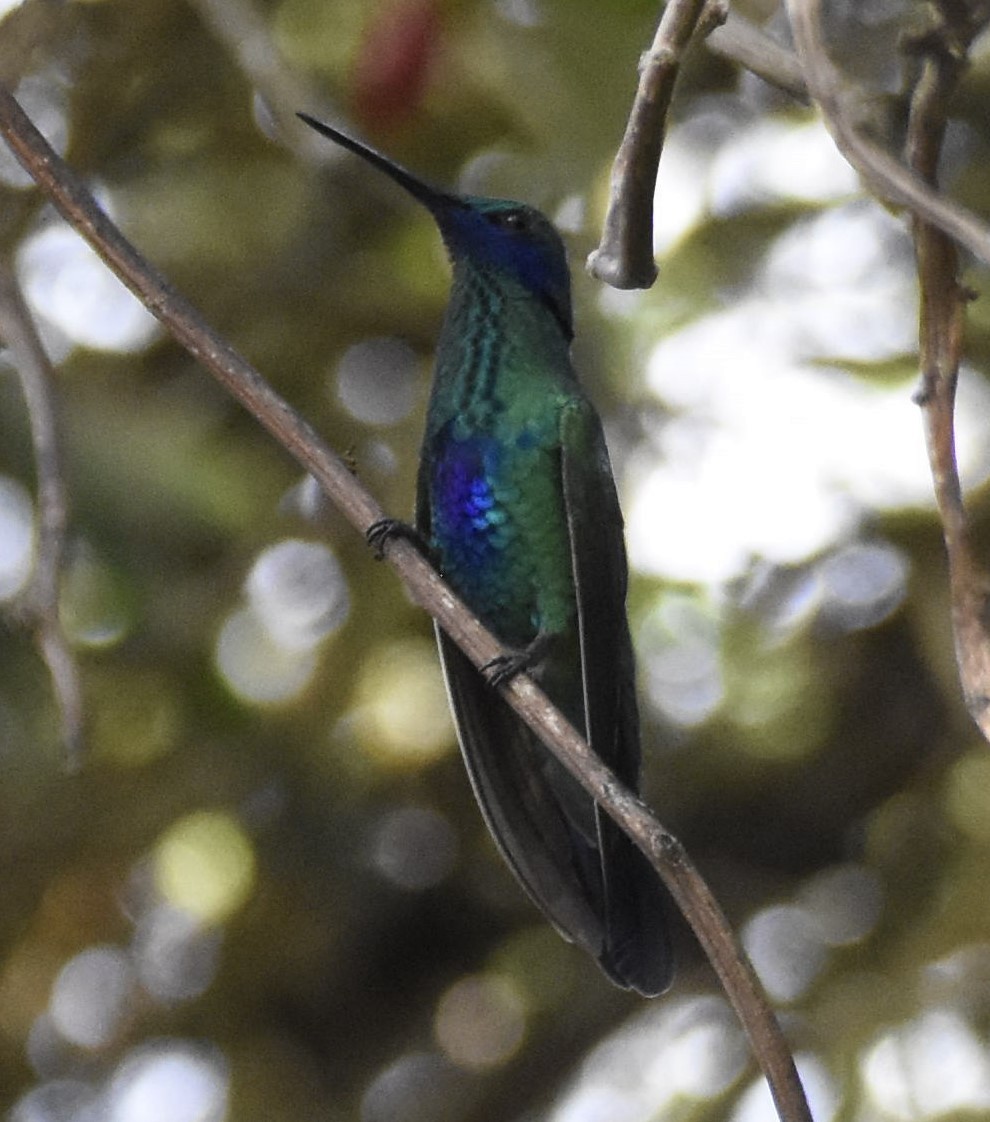 Colibrí Rutilante - ML383437511