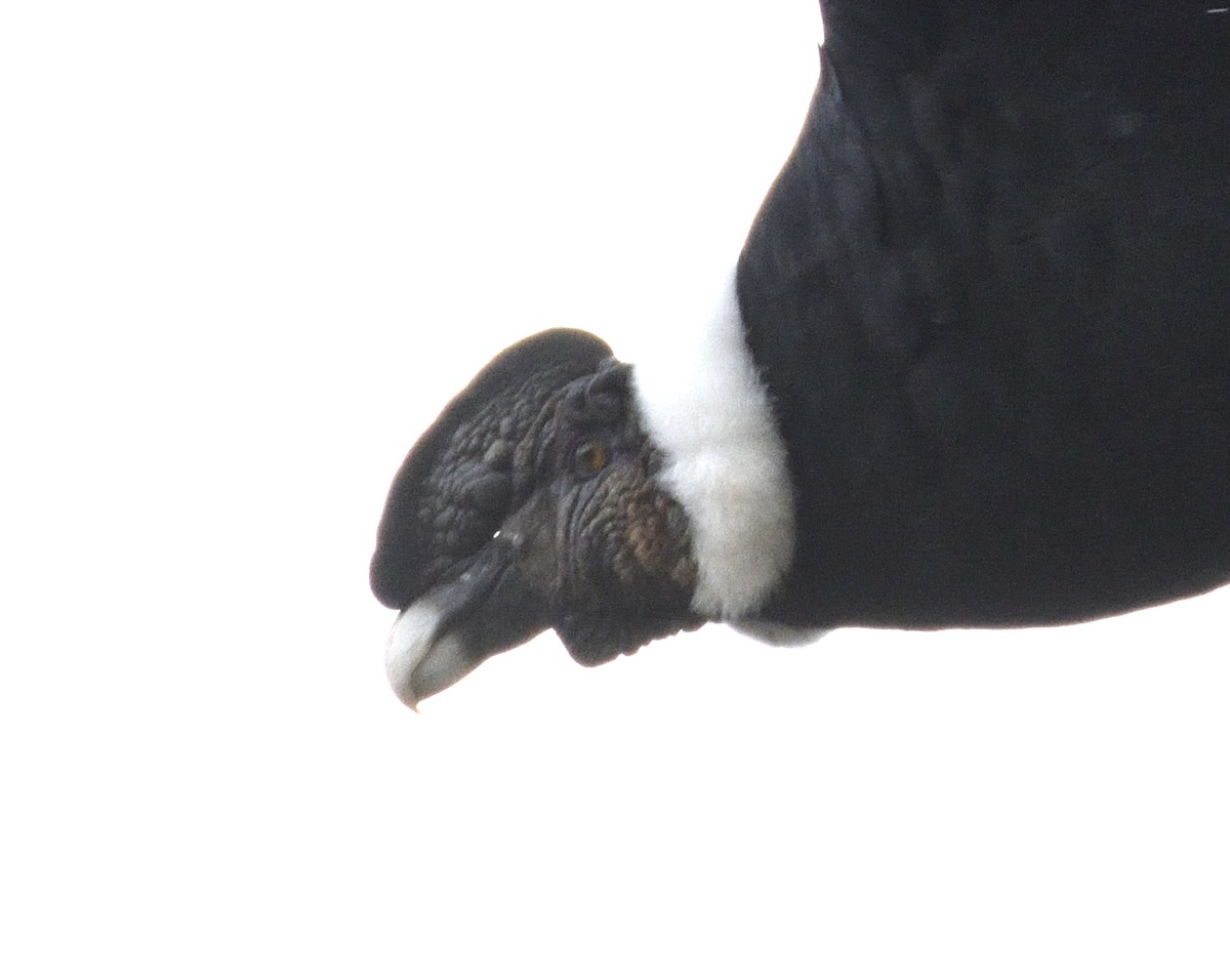 Andean Condor - ML383437681