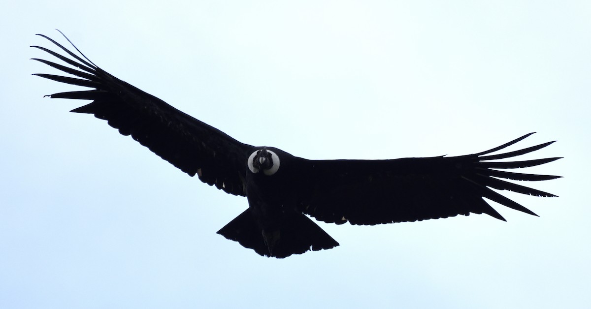 Andean Condor - Eric Bingham