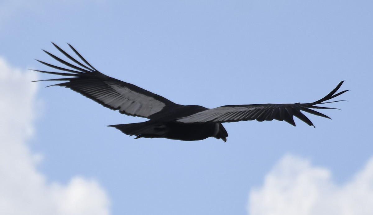 Andean Condor - Eric Bingham